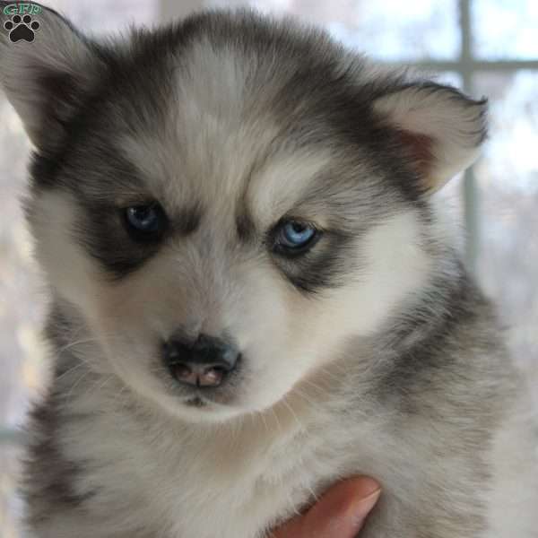 Willow, Siberian Husky Puppy